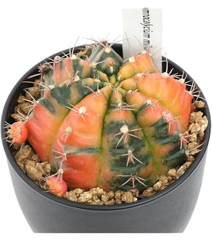 Amazon.co.jp: ギムノカリキウム ミハノビッチ錦 緋牡丹錦