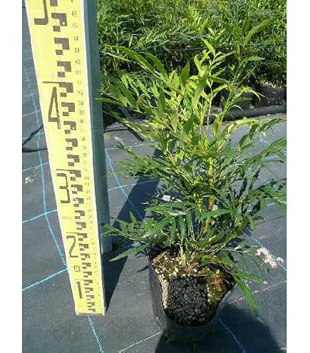 Amazon.co.jp: マホニアコンフューサ 鉢植え 常緑樹 細葉