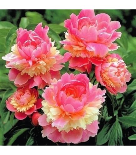 Amazon.co.jp: 芍薬 苗 雪峰 1株 / しゃくやく シャクヤク 芍薬