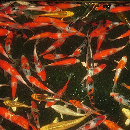 錦鯉ミックス 12cm前後 20尾セット(生体) 錦鯉ミックス 12cm前後 20尾セット(生体)