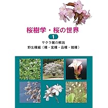 値下しました！　新 日本の桜 値下しました！新 日本の桜
