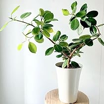 Amazon｜フィカス パンダガジュマル 曲がり Mサイズ 観葉植物