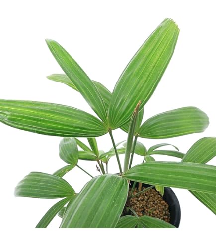 Amazon｜カンノンチク 8号 観音竹｜観葉植物 オンライン通販