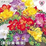 国華園 秋植え球根 シングル咲フリージアセット 5色75球（各15球）【※発送が国華園からの場合のみ正規品です】