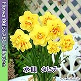 ◇【八重咲スイセン】水仙・タヒチ・２球【人気の球根】