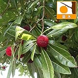 ヤマモモ（山桃）：瑞光（ずいこう）とオス木セット ノーブランド品