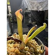 ヘリアンフォラ ネブリナエ レア種 ヘリアンフォラたちの紹介その1｜ゆうの植物ライフ