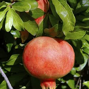 Amazon Co Jp ザクロの苗木 品種 カリフォルニアザクロ 品種で選べる果樹苗木 2年生 接木苗 12 15cmポット 1個 ポット植えなのでほぼ年中植付け可能 日本ザクロに比べて2倍以上の大きさの品種 ビタミン類 クエン酸やポリフェノールなど栄養素が豊富 熟しても