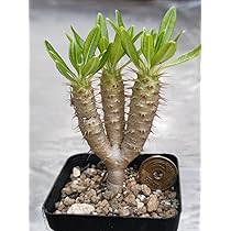 Amazon.co.jp: パキポディウム アンボンゲンセ 3頭 : おもちゃ