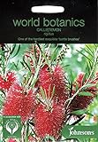 WB 英国ジョンソンズシード Johnsons Seeds world botanics collection Callistemon rigidus カリステモン・リギダス