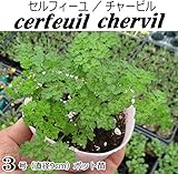 チャービル（セルフィーユ） 直径9cmポット苗 ３ポットセット