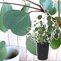 ユーカリ ポポラス苗 190㎝❗ 大型10号 優良株 ❗爽やかシルバーリーフー Amazon.co.jp: 丸葉ユーカリ『ポポラス』シルバーダラーガム10.5
