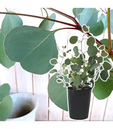 Amazon｜ユーカリの木 苗3株 セット販売｜観葉植物 オンライン通販