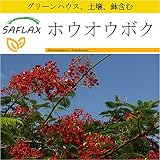 SAFLAX - 鉢植えセット - ホウオウボク - 6 種 -　ミニプラスチックグリーンハウス、鉢植え用土壌、鉢×2個を含みます - Delonix regia