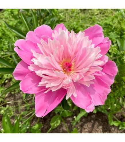 Amazon.co.jp: 芍薬 球根 桃花種 1株 しゃくやく シャクヤク