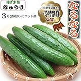 きゅうり苗 なるなる胡瓜（接ぎ木直径9cmポット苗）３ポットセット