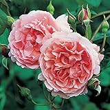 バラ苗 ストロベリーヒル 大苗ＥＲ6Ｌ専用角鉢入 ピンク系 イングリッシュローズ