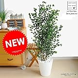 LAND PLANTS ベンジャミン バロック 白セラアート鉢