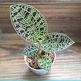 ジュエルオーキッド　宝石蘭　観葉植物