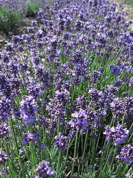 Amazon ラベンダー 食用 Lavandula Angustifolia コモンラベンダー g 自然栽培 無農薬 無施肥 国産 スパイス ドライ ハーブ ティー ポプリ 安曇野エコ ハーブティー 通販