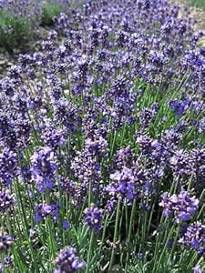 ラベンダー 食用 Lavandula Angustifolia コモンラベンダー g 自然栽培 無農薬 無施肥 国産 スパイス ドライ ハーブ ティー ポプリ 安曇野エコ ハーブティー 通販 Amazon