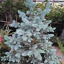ホプシー8号 ピセア プンゲンス ホプシー 【花木苗 8号／1個売り】｜ 【植物