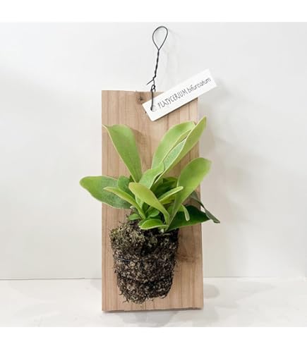 ウィリンキー ビカクシダ 壁掛け用 観葉植物 618YQIXSOnL._UF1000,1000_QL80_.jpg