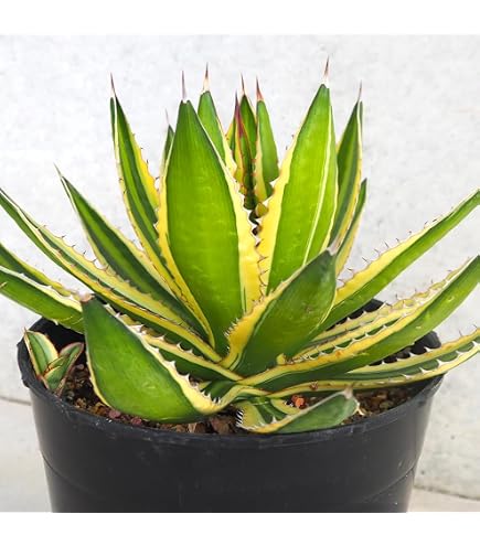 アガベ パリー トランカータ 斑入り カット苗 Amazon｜アガベ パリー トランカータ 斑入り カット苗｜観葉植物
