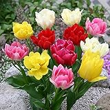 八重咲チューリップ：八重咲き混合6球入り 2袋セット[秋植え球根] ノーブランド品