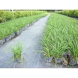 【28本セット】 リュウノヒゲ 樹高0.15m前後 9cmポット 竜のひげ りゅうのひげ 苗木 植木 苗 庭木 生け垣