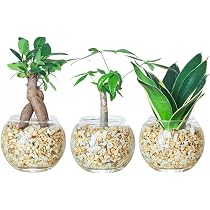 Amazon｜東京寿園 観葉植物 3点セット ハイドロカルチャー 本物 ミニ