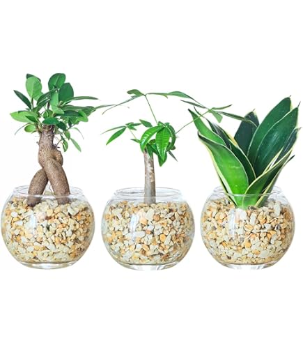 Amazon｜フィカス ベンガレンシス 観葉植物 ハイドロカルチャー｜観葉