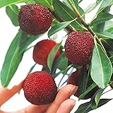 国華園　果樹苗　ヤマモモ　秀光(メス木)　1株【※発送が国華園からの場合のみ正規品です】