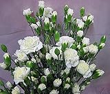 プリティマーメイド 生花 切花 切り花 SPカーネ シロ ミルキーウェイなど 5本