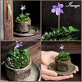 (盆栽)苔盆栽 おまかせ益子焼鉢植え スミレ(菫)丸型 小(1鉢) 本州・四国限定[生体]