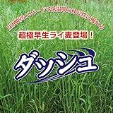 [タネ 秋まき 超極早生・低温期の伸長に優れる！]牧草種子：ライ麦 ダッシュ 1kg 2袋セット ノーブランド品