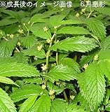 山菜苗:ミズ[ウワバミソウ] 10.5cmポット仮植え苗