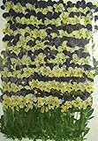 業務用 押し花　ビオラ　ヘレンマウント　葉付 大容量 500枚ドライフラワー デコ レジン 封印