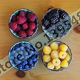 4 kinds of color 4000 PCS raspberry seeds (1000 blue, 1000black, 1000 red, 1000 yellow) delicious fr