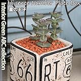 アンティーク陶器ナンバープレートスクエア 多肉植え (ホワイト・星の王子)