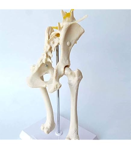 Amazon.co.jp: 犬の頭蓋骨モデル-本物の動物の犬の頭蓋骨標本-犬の頭の