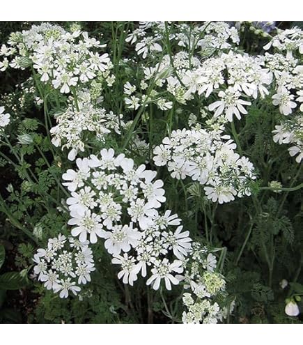 Amazon.co.jp: 田植え用の苗 コシヒカリ 1箱800 : DIY・工具・ガーデン