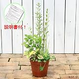 (ビオトープ/水辺植物)インスタント・ビオトープ(寄せ植え)(1鉢)説明書付 本州・四国限定[生体]
