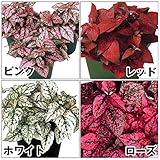 【メール便配送】国華園　花たね　ヒポエステス　スプラッシュセレクトセット　4種4袋【※発送が国華園からの場合のみ正規品です】
