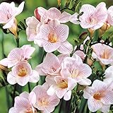 香りのフリージア：ストライプトパール8球入り 2袋セット[一重白花に紫筋・豊かな香り] ノーブランド品