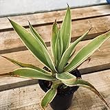 多肉植物：アガベ デスメティアナ ベネズエラ錦 M*葉に傷あり