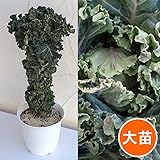 すぐ収穫できるプチヴェール5号ポット[すぐに収穫できる！]