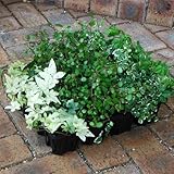 おためし4種12株セット：寄せ植えに便利なほふく性グリーンの苗 ノーブランド品