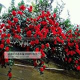 Explosion climbing rose garden climbing Climbing 200 flower seeds
