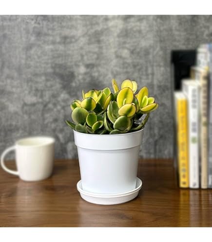 Amazon.co.jp: 金のなる木の苗 苗のみ 抜き苗 : DIY・工具・ガーデン